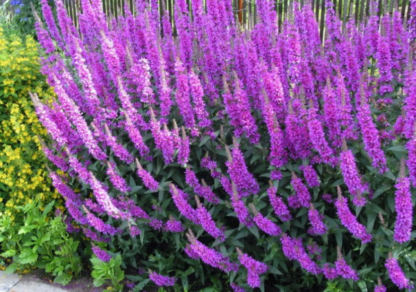 Дербенник Рот Хибриден (Lythrum salicaria Rote Hybriden)