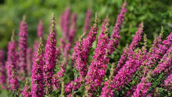 Дербенник Зигунерблют (Lythrum salicaria Zigeunerblut)