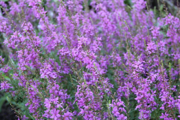 Дербенник Свирл (Lythrum salicaria Swirl)