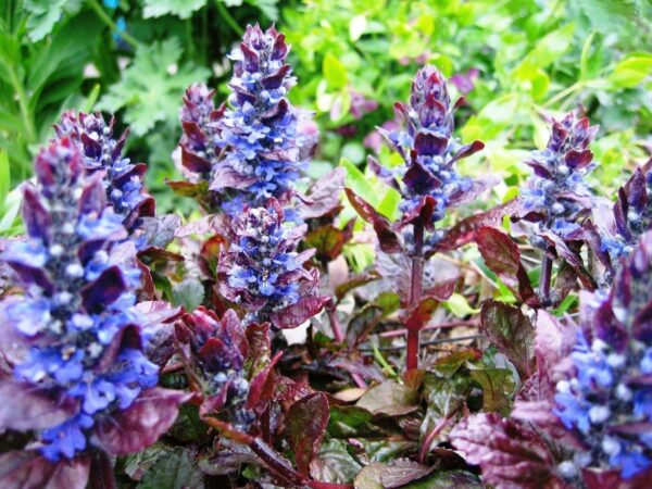 Живучка ползучая Атропурпуреа (Ajuga reptans Atropurpurea)