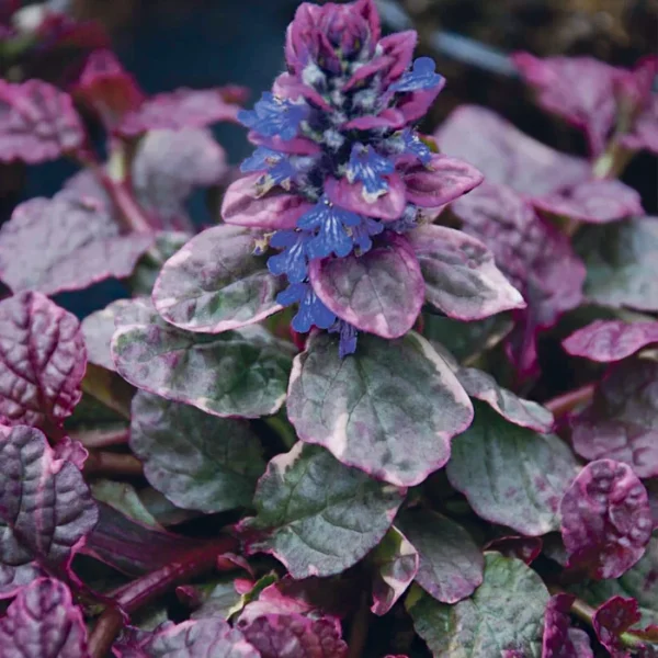 Живучка Бургунди Глоу (Ajuga reptans Burgundy Glow)