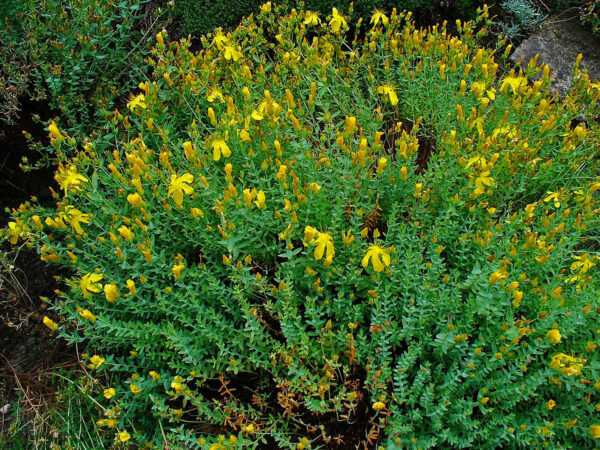 Зверобой олимпийский (Hypericum olympicum)