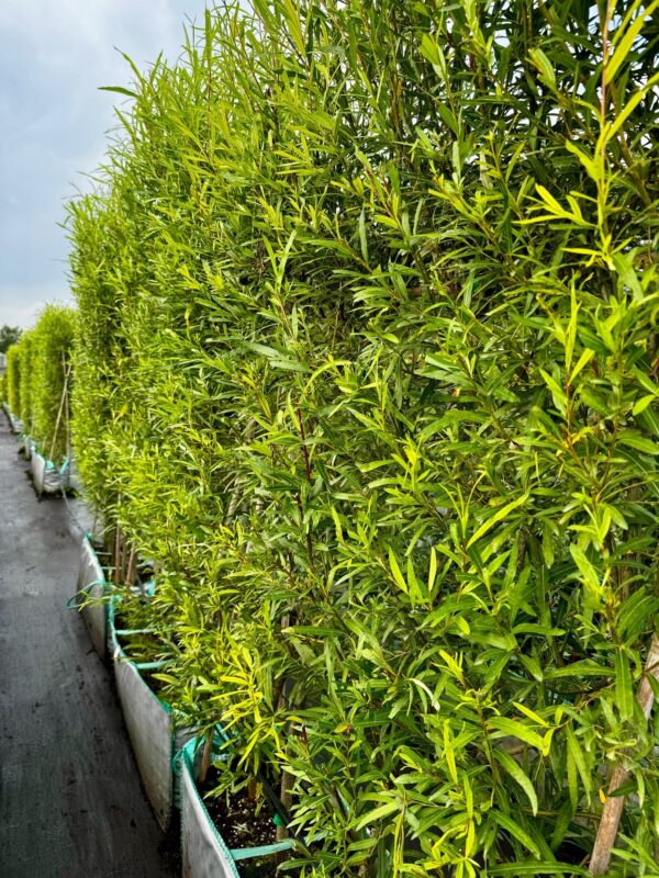 Ива Шверина БЖИ (Salix Shwerina)