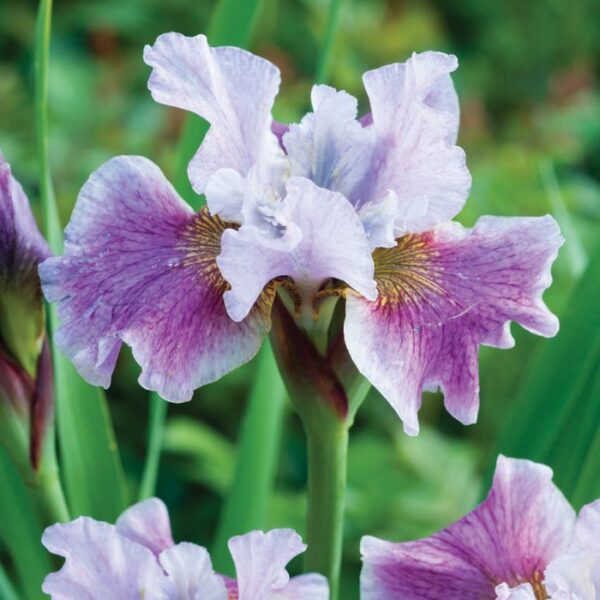 Ирис сибирский Фэнси ми Зис (Iris sibirica Fancy me This)