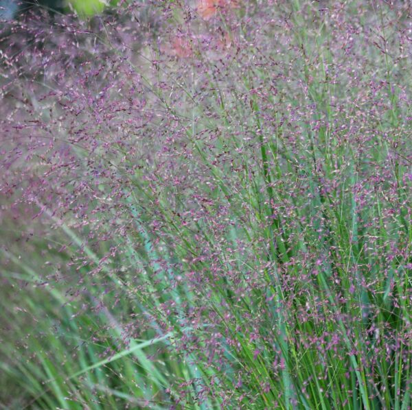 Просо прутьевидное Эмеральд Чиф (Panicum virgatum Emerald Chief) — изображение 2