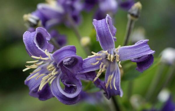 Клематис борщевиколистный Чайна Пурпл (Clematis heracleifolia China Purple)