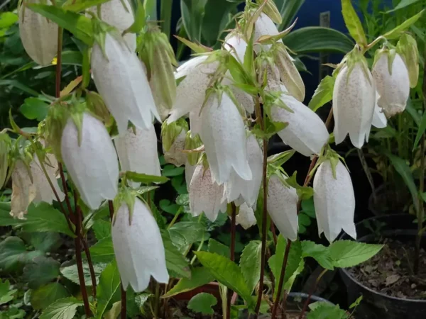 Колокольчик точечный (Campanula punctata)