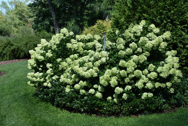 Гортензия метельчатая Литтл Лайм (Hydrangea paniculata Little Lime) — изображение 2