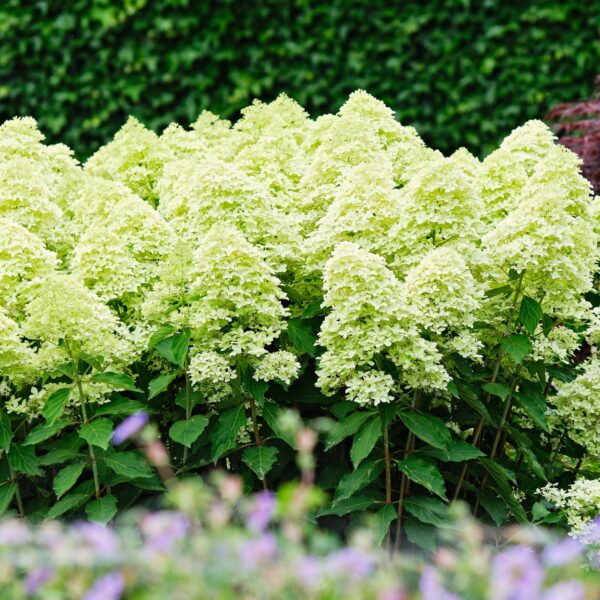 Гортензия метельчатая Мэджикал Лайм Спаркл (Hydrangea paniculata Magical Lime Sparkle)