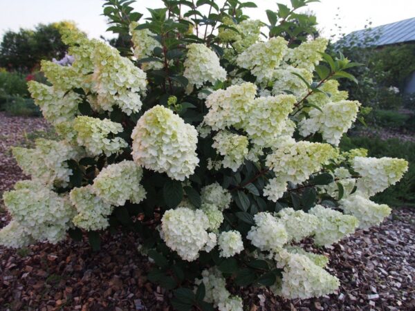 Гортензия метельчатая Скайфолл (Hydrangea paniculata Skyfall)