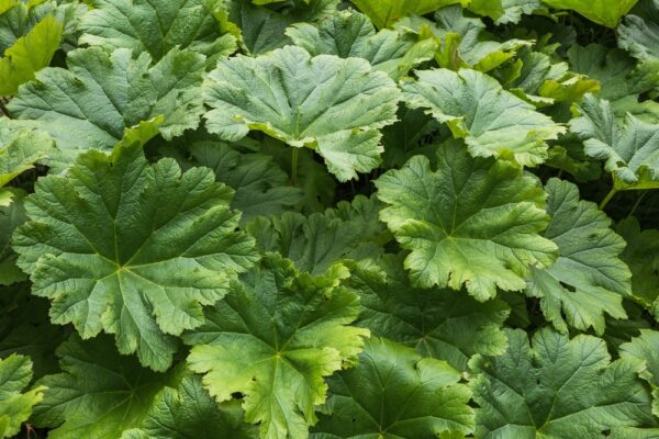 Дармера щитовидная (Darmera peltata)