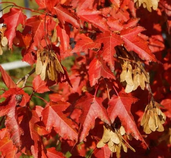 Клен Гиннала (Acer ginnala)