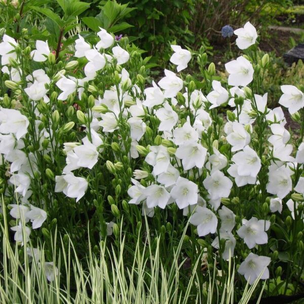 Колокольчик персиколистный белый (Campanula persicifolia white)