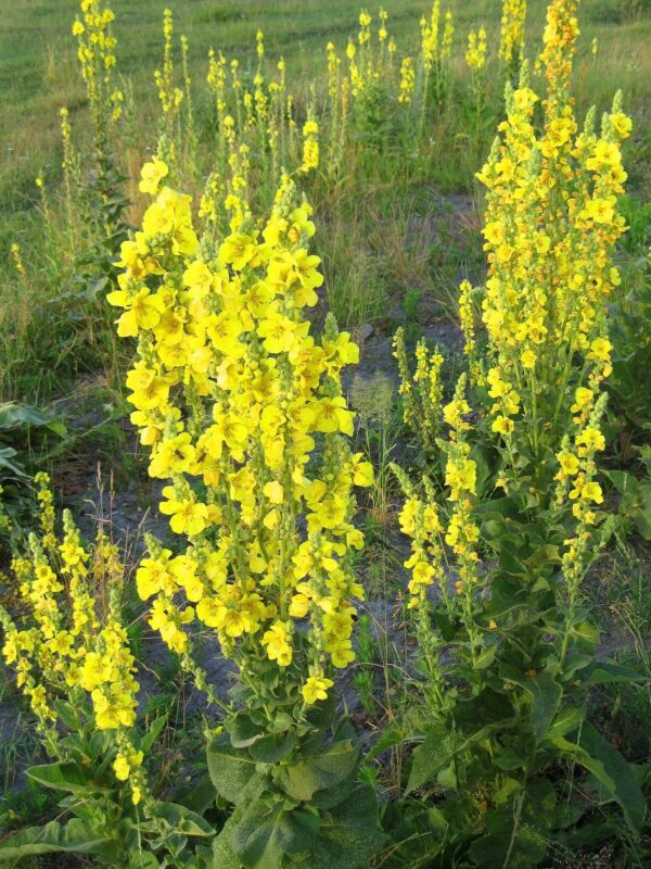 Коровяк (Verbascum)