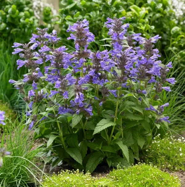 Котовник жилковатый Нептун (Nepeta faassenii Neptune)