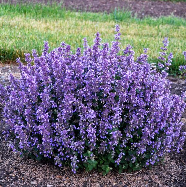 Котовник Фассена Кит Кэт (Nepeta faassenii Kit Cat)