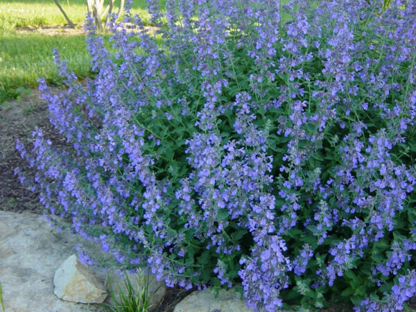 Котовник Фассена Блю Вандер (Nepeta faassenii Blue Wonder)