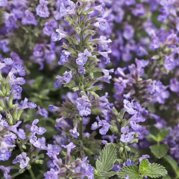 Котовник Фассена Кэтс Мяу (Nepeta fasseni Cat's Meow)