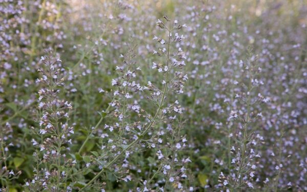 Душевик котовниковый Блю Клауд (Calamintha nepeta Blue Cloud)