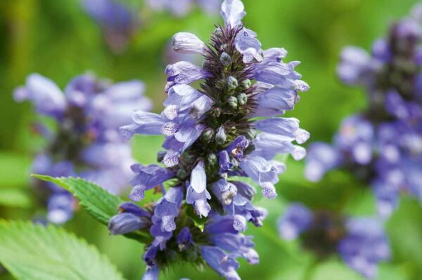 Котовник жилковатый Уошфилд (Nepeta subsessilis Washfield)