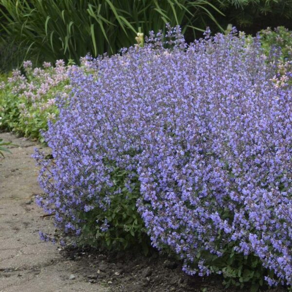 Котовник Фассена Пурсиан Блю (Nepeta faassenii Purrsian Blue)