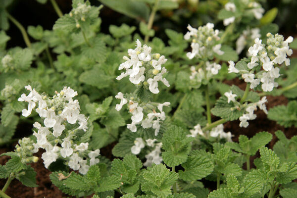 Котовник Фассена Сноуфлейк (Nepeta faassenii Snowflake)
