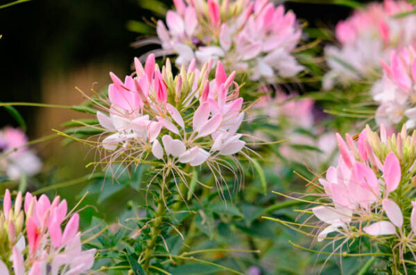 Клеома колючая Спарклер Блаш (Cleome spinosa Sparkler Blush)