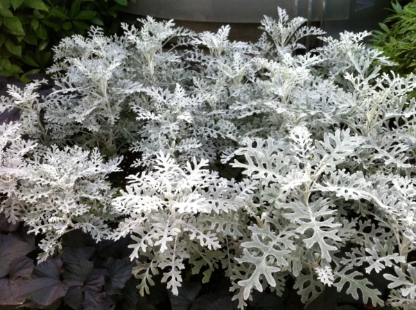 Цинерария приморская (Cineraria maritima)