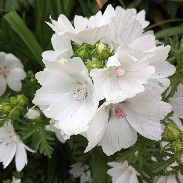 Мальва мускусная Альба (Malva moschata Alba)