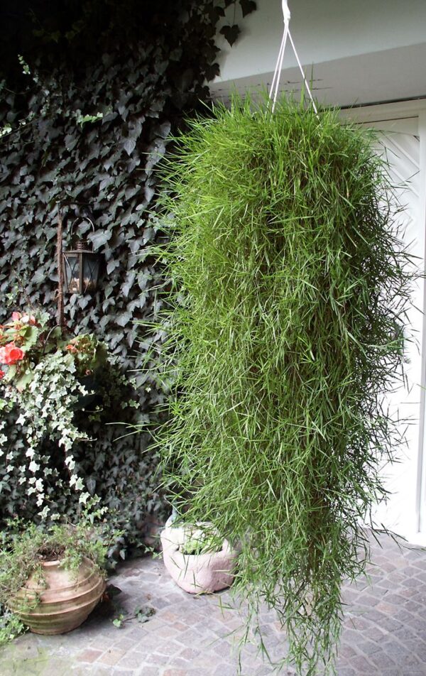 Агростис Грин Твист кашпо (Agrostis Green Twist)