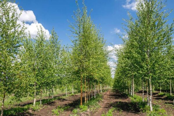 Береза пушистая (Betula pubescens)