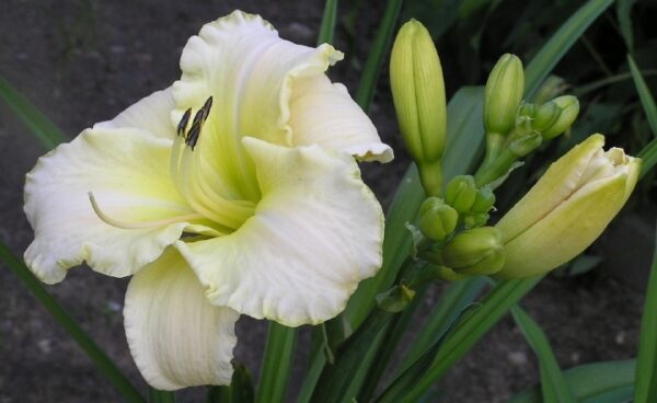 Лилейник Арктик Сноу (Hemerocallis Arctic Snow)