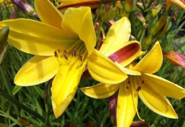 Лилейник Лимон Беллз (Hemerocallis Lemon Bells)