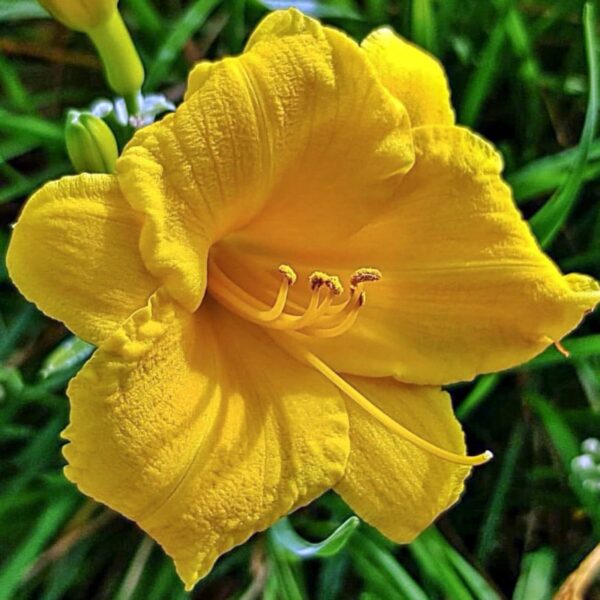 Лилейник Стелла де Оро (Hemerocallis Stella dOro)