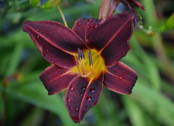 Лилейник Блэк Принцы (Hemerocallis Black Prince)