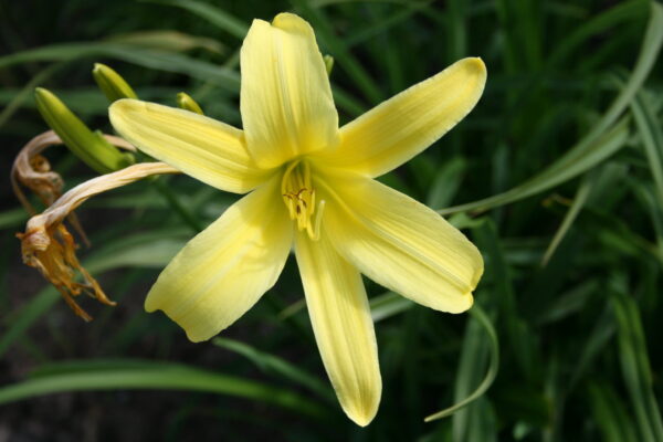 Лилейник Цитрина (Hemerocallis Citrina)