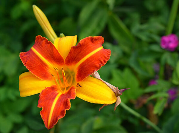 Лилейник Франс Халс (Hemerocallis Frans Hals)