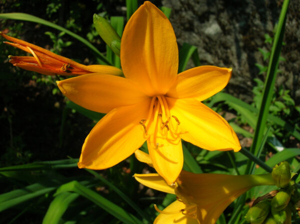 Лилейник Мидендорфа (Hemerocallis middendorffii)