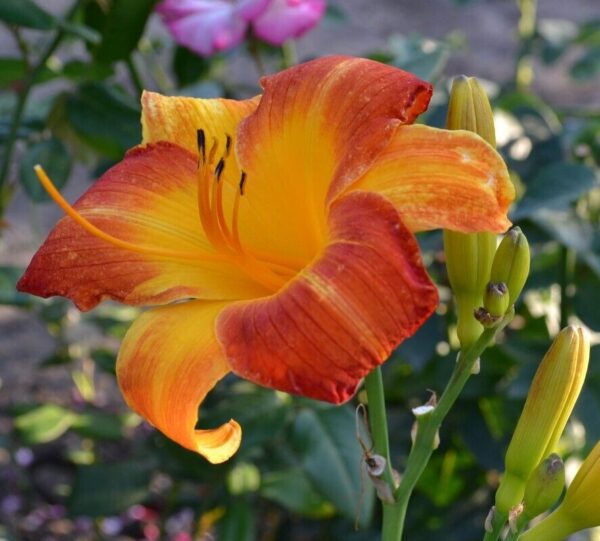 Лилейник Морнинг Сан (Hemerocallis Morning Sun)