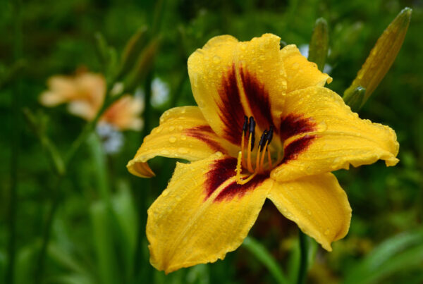 Лилейник Бонанза (Hemerocallis Bonanza)
