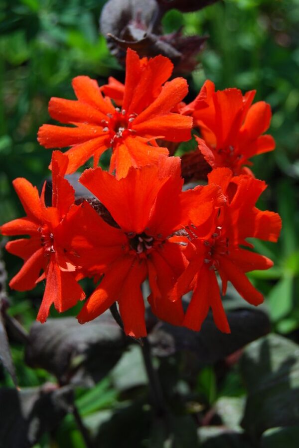 Лихнис Аркрайта Оранж Цверг (Lychnis arkwrightii Orange Zwerg)
