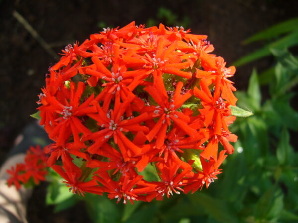 Лихнис халцедонский (Lychnis chalcedonica)