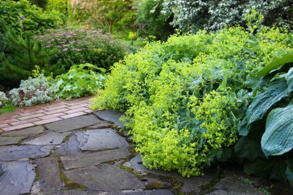 Манжетка Робустика (Alchemilla Robustica)