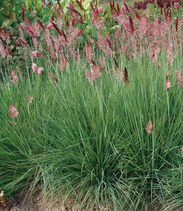 Мелинис Саванна (Melinis nerviglumis Savannah)