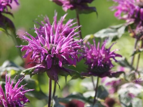 Монарда гибридная Скорпион (Monarda hybrida Scorpion)