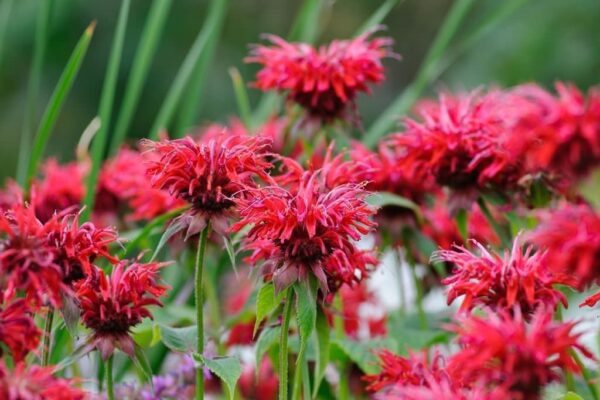 Монарда Скарлет (Monarda hybrid Scarlet)