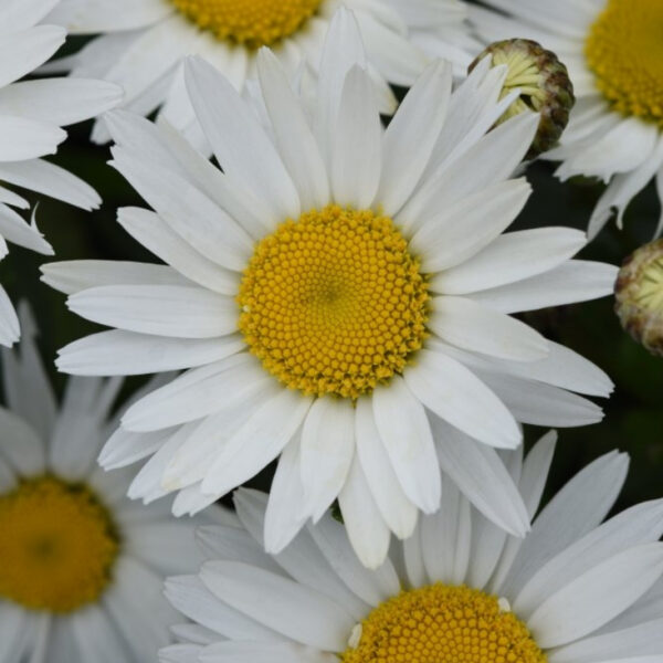 Нивяник Мадонна (Leucanthemum Madonna)