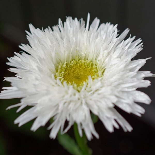 Нивяник Санте (Leucanthemum Sante)