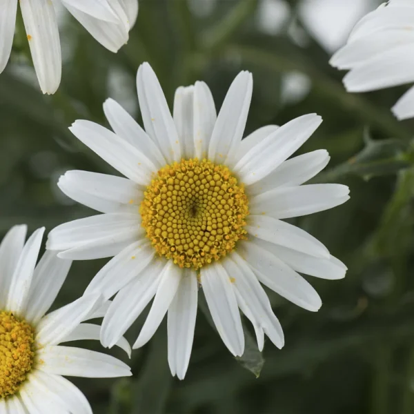 Нивяник Уайт Лион (Leucanthemum White Lion)