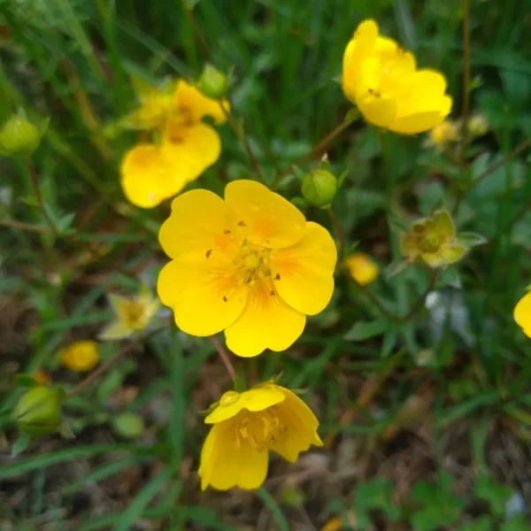 Лапчатка золотистоцветковая (Potentilla chrysantha)